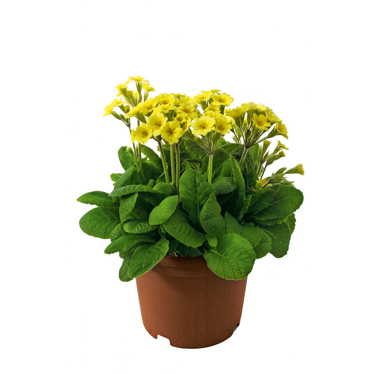 Plantiflor  Echte Schlüsselblume Topf Durchmesser 11 cm