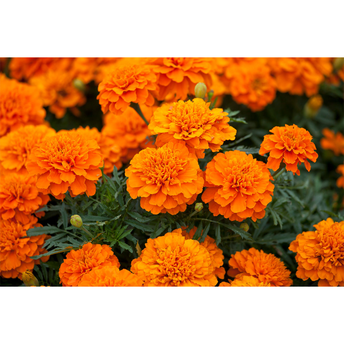Plantiflor  Tagetes Topf Durchmesser 10,5 cm Bild 6