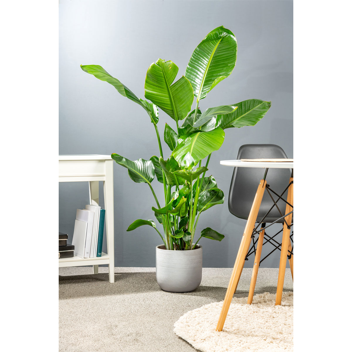 Plantiflor  Baumstrelitzie Topf-Ø 19 cm, Bild 3