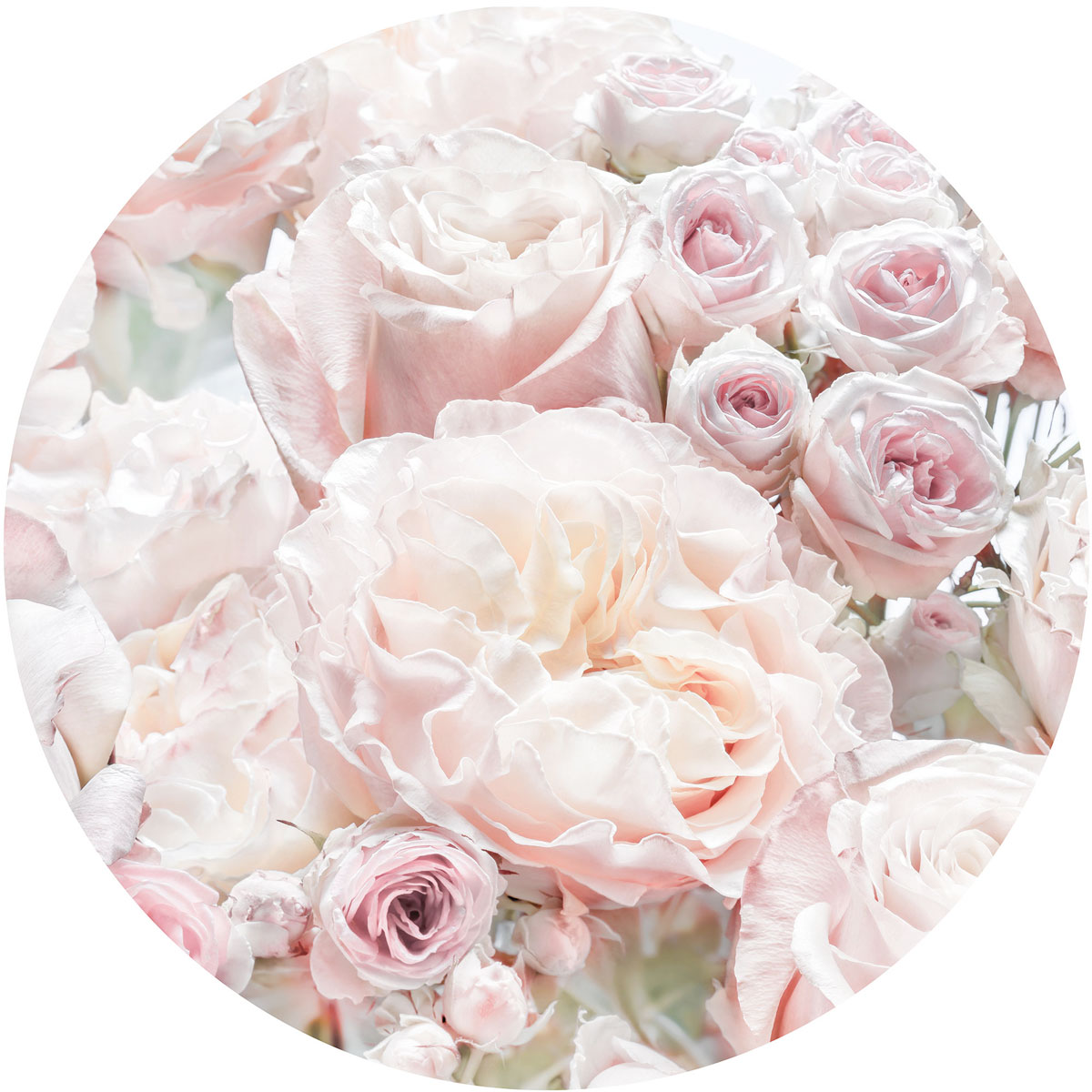 Komar  Selbstklebende Vlies Fototapete rund Pink and Cream Roses Durchmesser 125 cm Bild 2