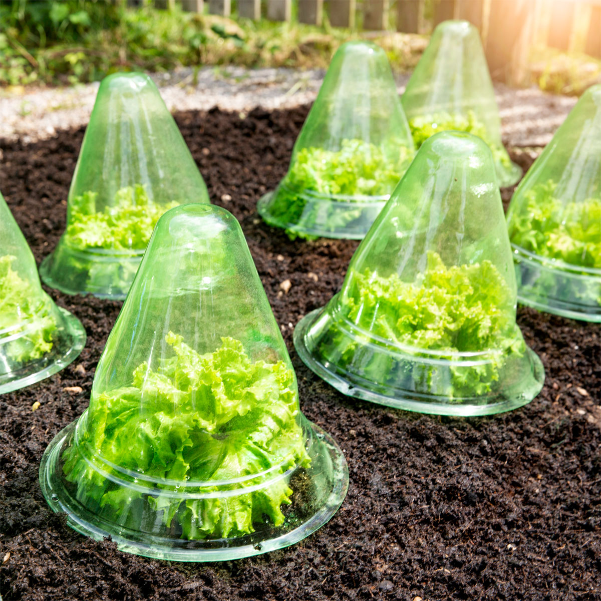 Windhager  Pflanzenhut groß 10 Stück Durchmesser 24 cm Bild 1