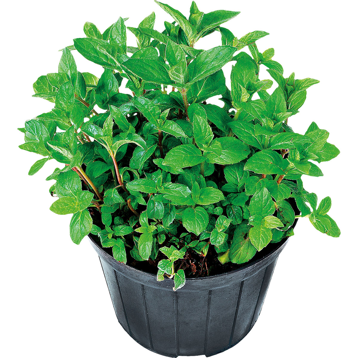 Plantiflor  Oregano