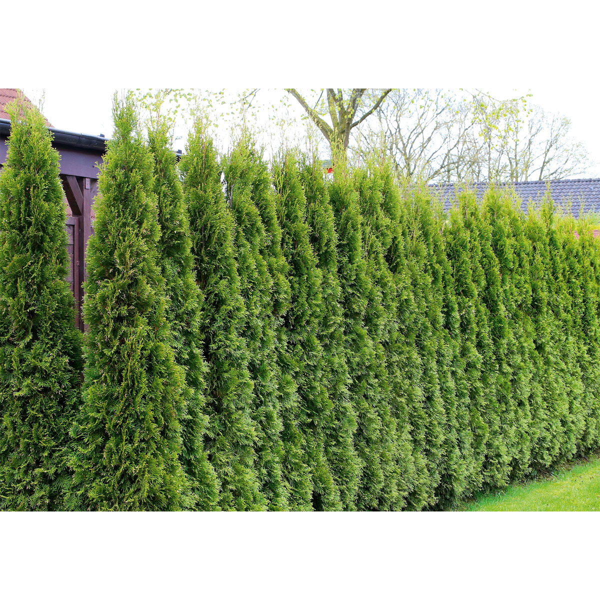 Plantiflor  Lebensbaum Thuja Topf Durchmesser 17 cm Bild 4