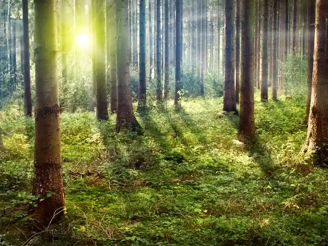 Lichtstrahlen dringen durch die Bäume in einem dichten Wald mit grünem Unterwuchs.
