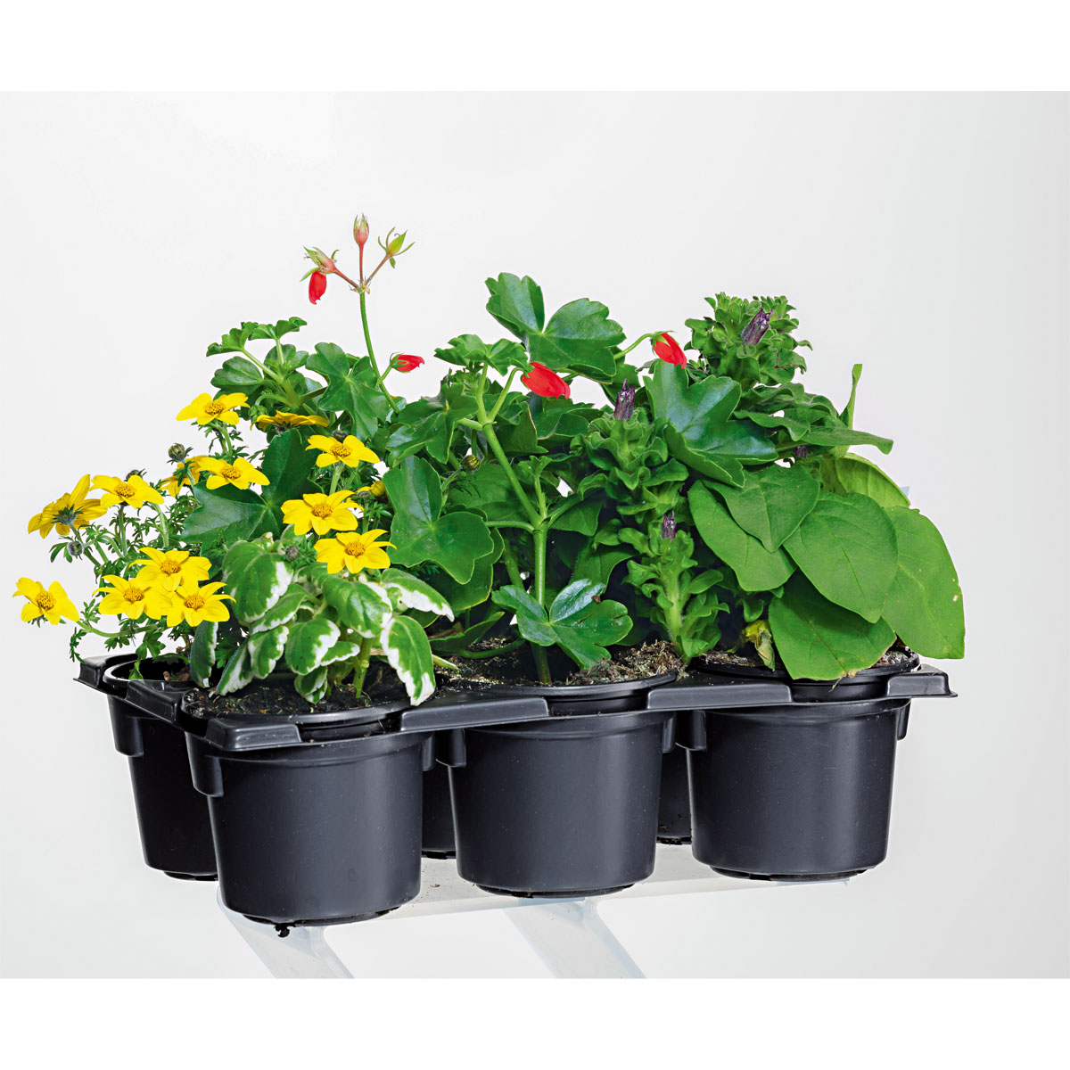Plantiflor  Bunter Balkonkasten Tradition 6er-Pack