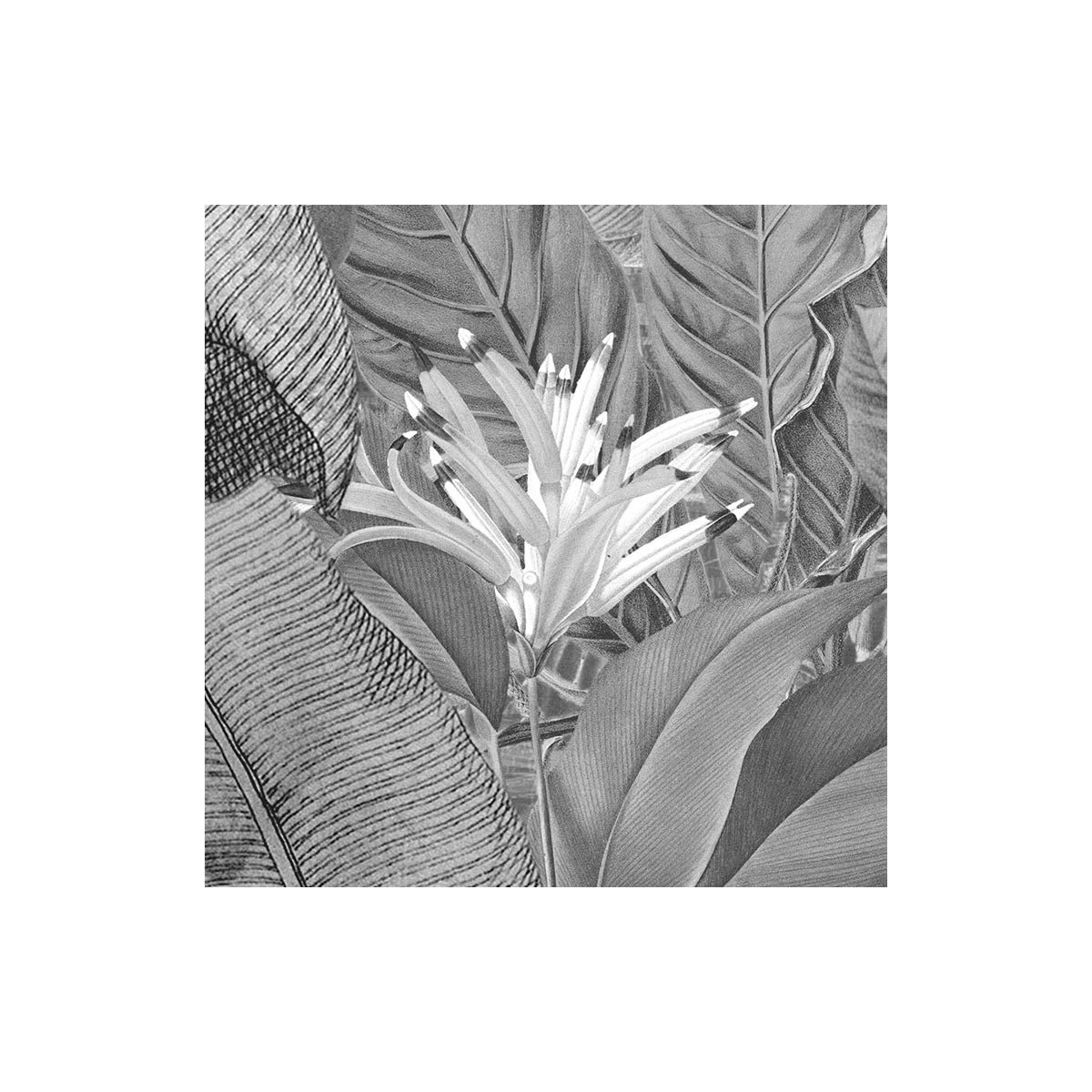 Komar  Selbstklebende Vlies Fototapete rund Amazonian Spirit Durchmesser 125 cm Bild 3