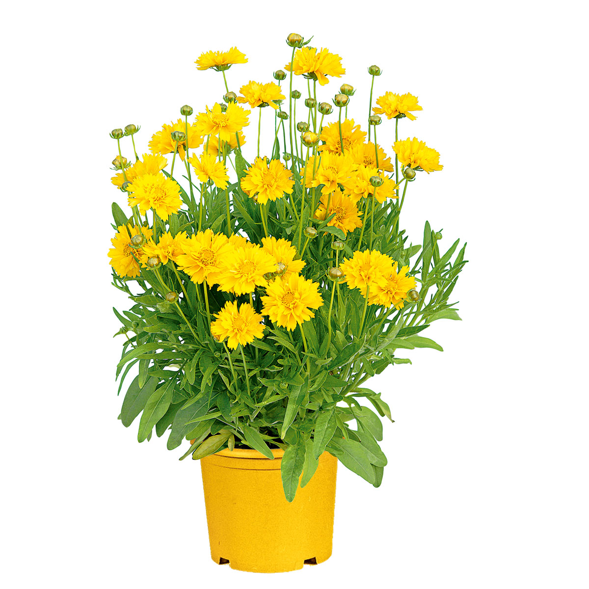 Plantiflor  Stauden Topf- Durchmesser 17 cm Bild 4