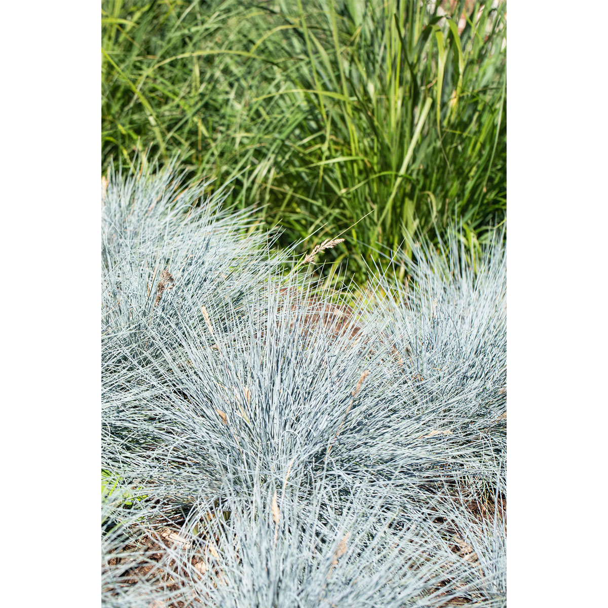 Plantiflor  Ziergräser verschiedene Sorten Topf Durchmesser 11 cm