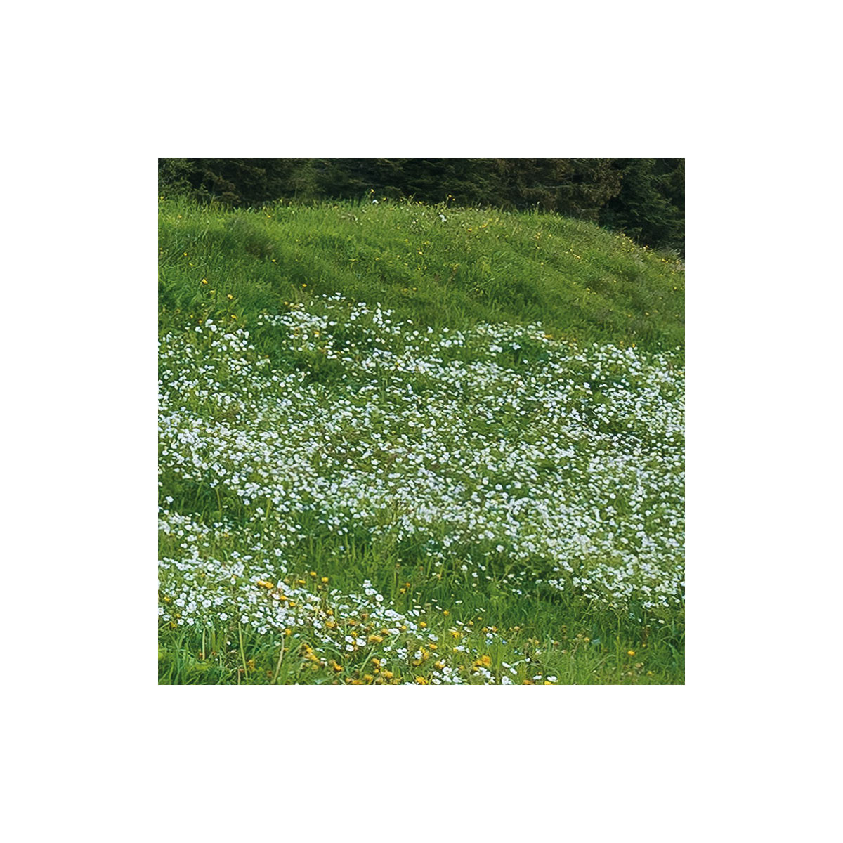 Komar  Vlies Fototapete Picturesque Switzerland 450x280 cm Bild 4