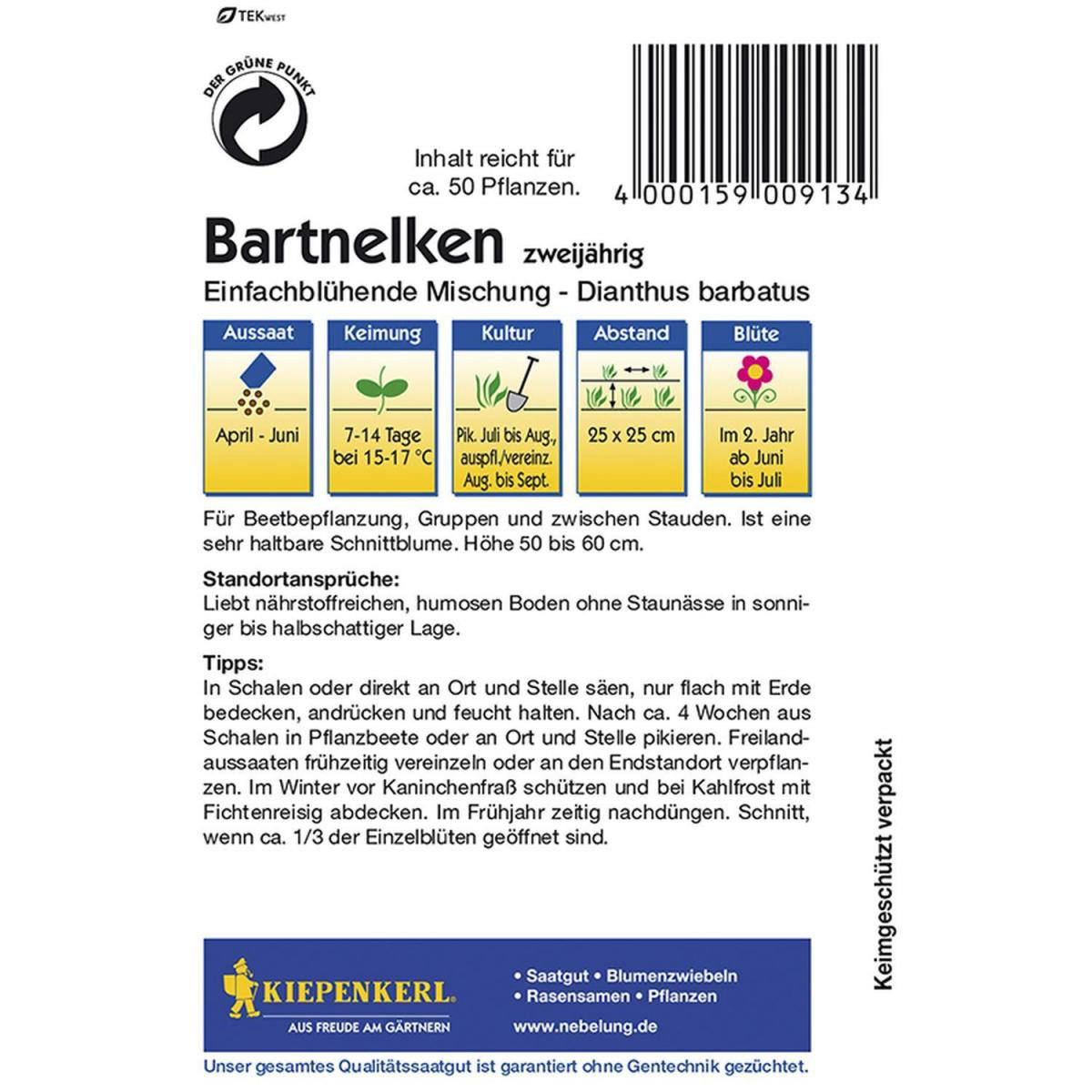 Kiepenkerl Bartnelken einfachblühende Mischung Bild 2