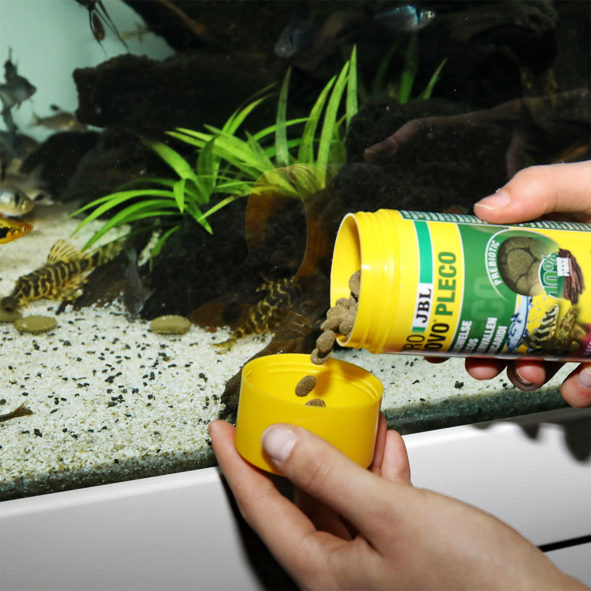 Futtertabletten PRONOVO PLECO WAFER M 250 ml Bild 3