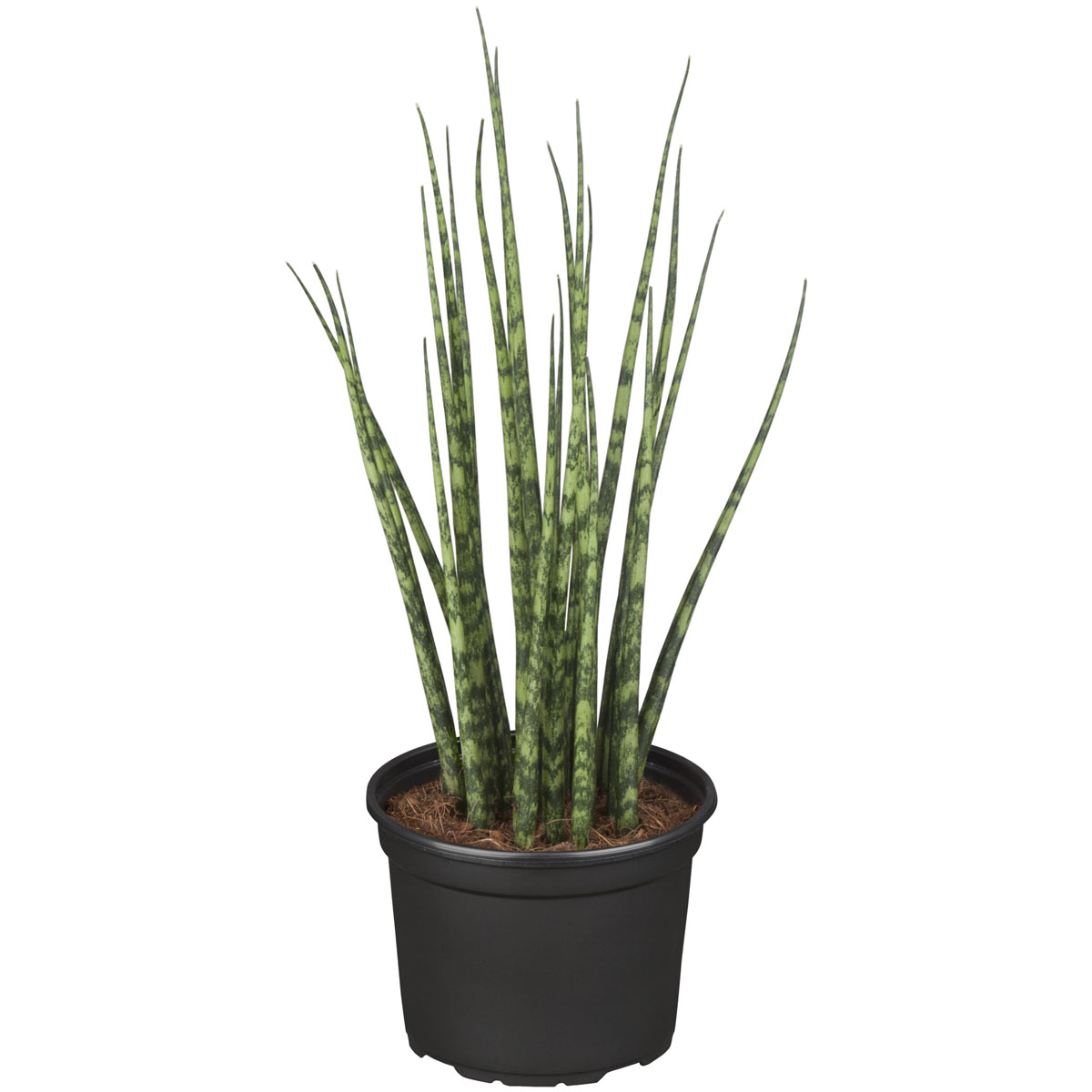 Plantiflor  ZGRÜ Sansevieria Spagetti Mix T12 H35 cm
