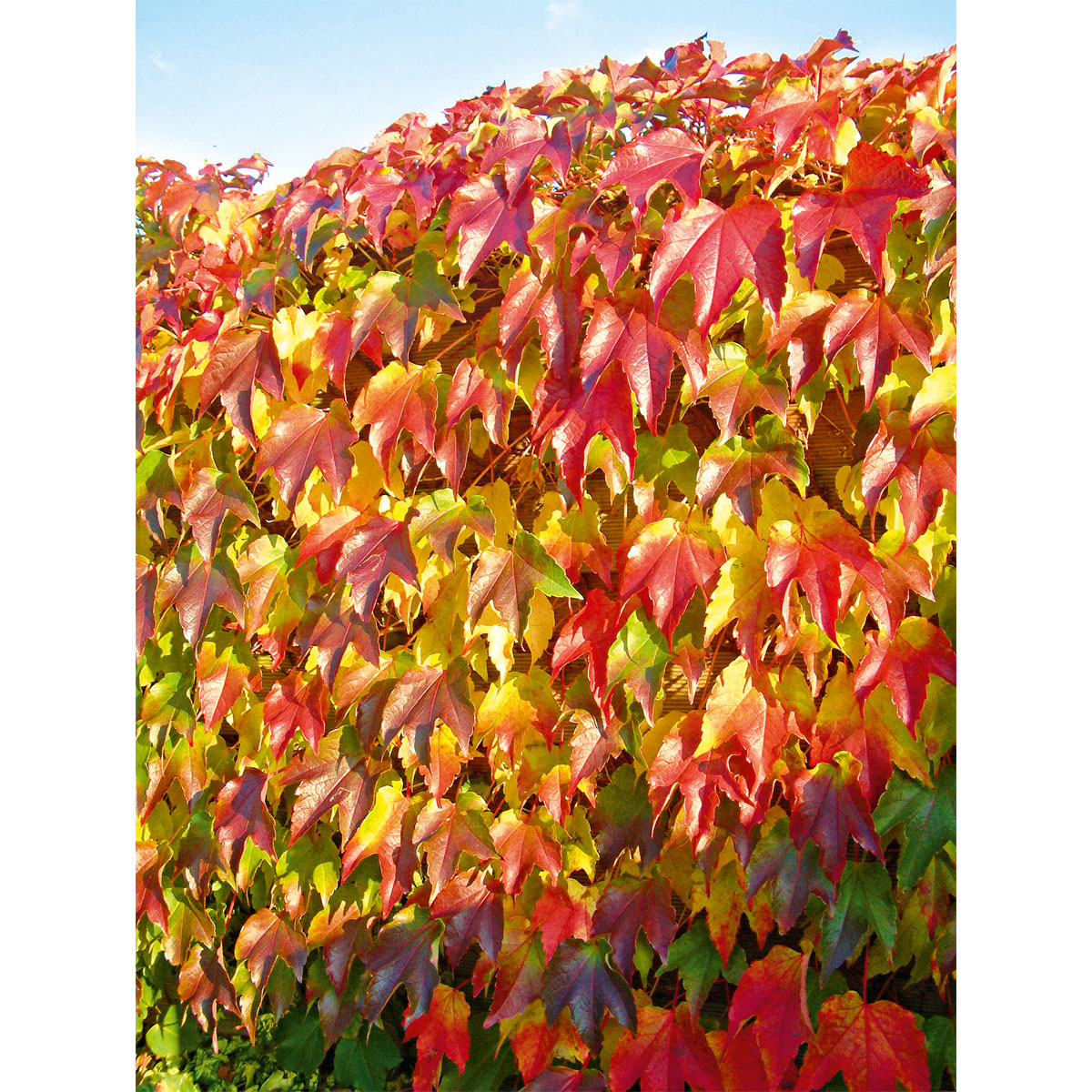 Plantiflor Wilder Wein Topf Durchmesser 17 cm Bild 2