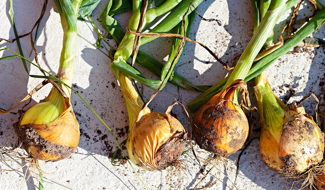 Frische Zwiebeln liegen mit erdiger Haut nebeneinander im Sonnenlicht.