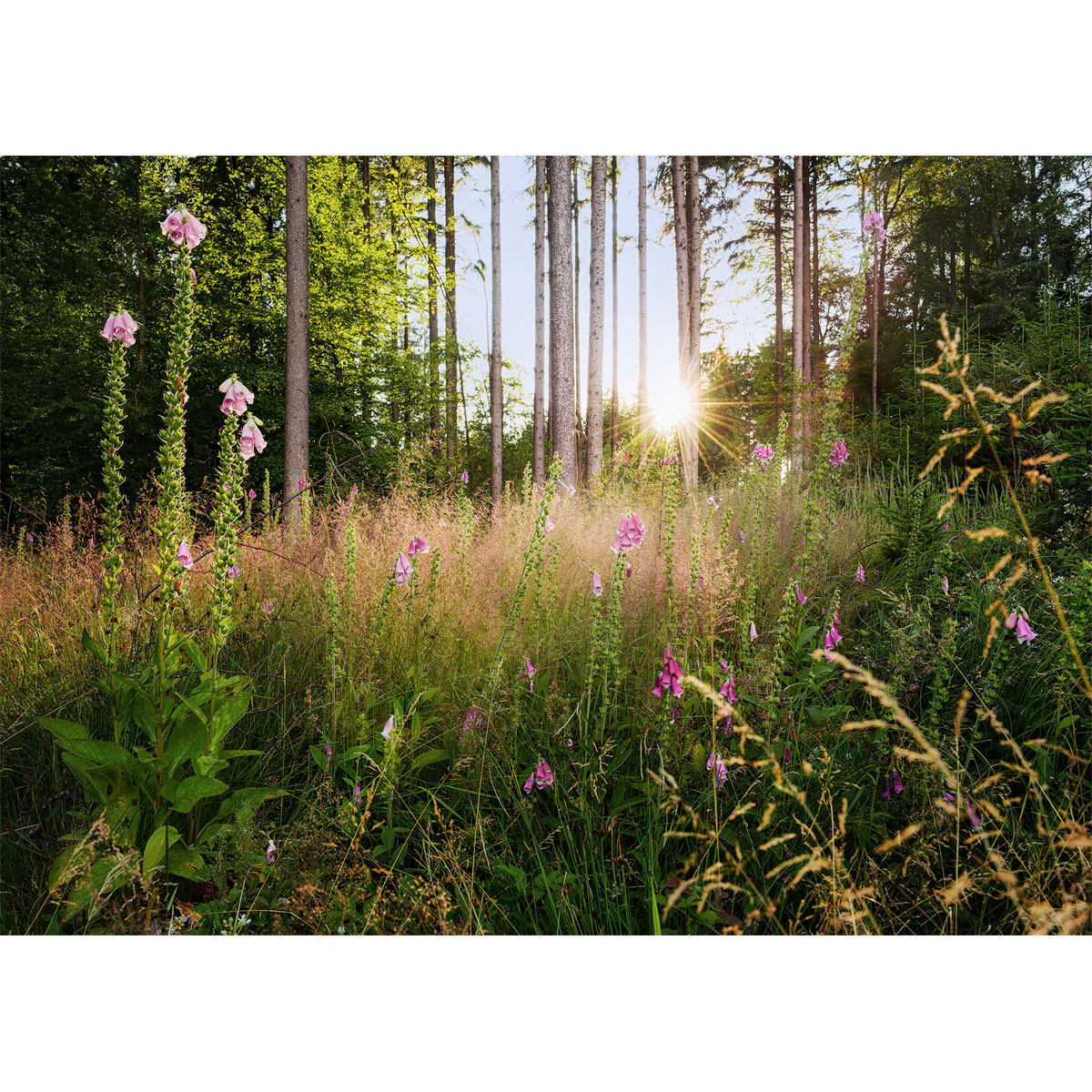Komar  Vlies Fototapete Summer Glade 350x250 cm Bild 2