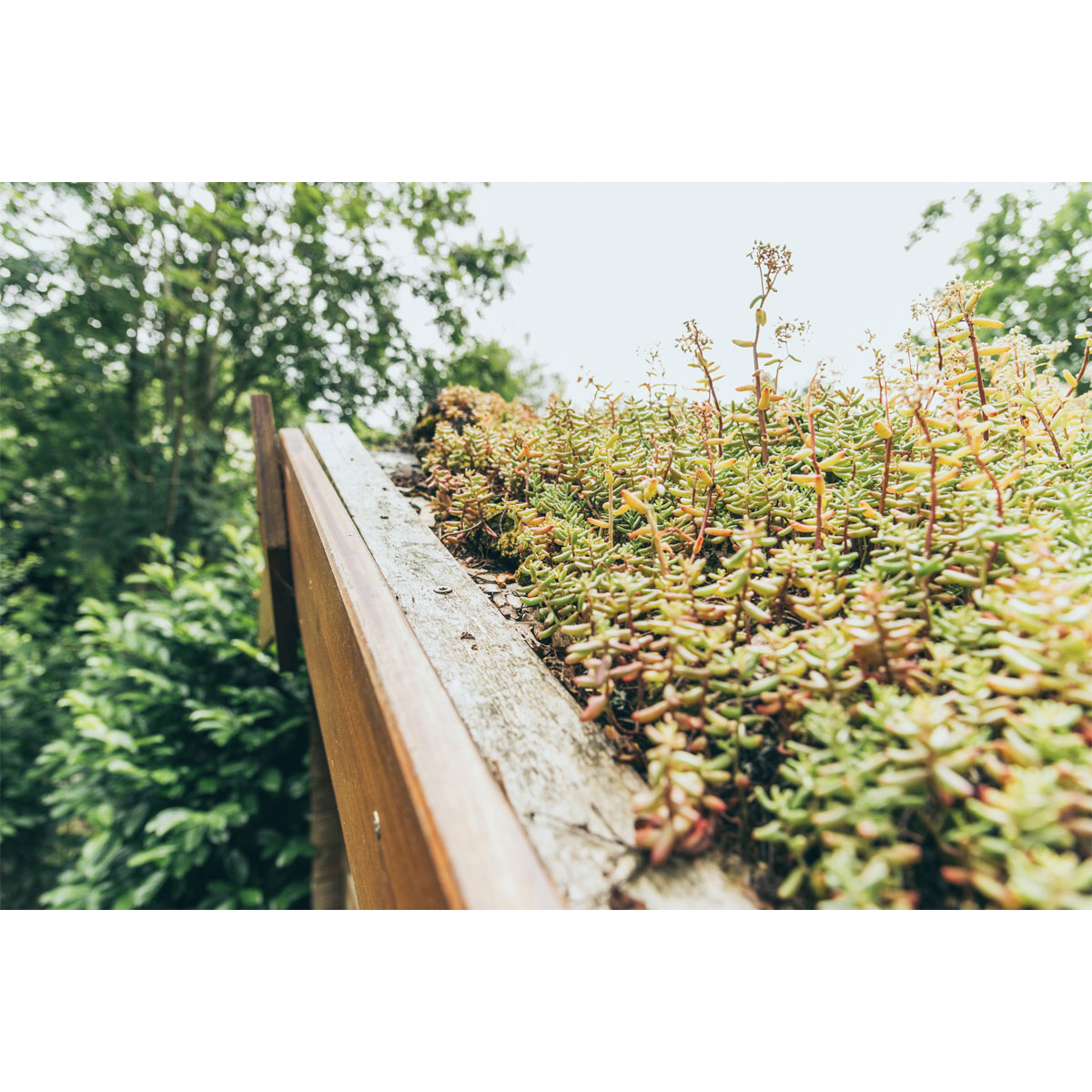 AboutGreen Dachbegrünung Roll und Go Dachneigung 1-5 Bild 5