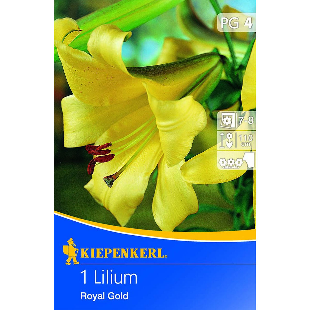 Kiepenkerl Trompeten-Lilie Royal Gold 1 Stk.