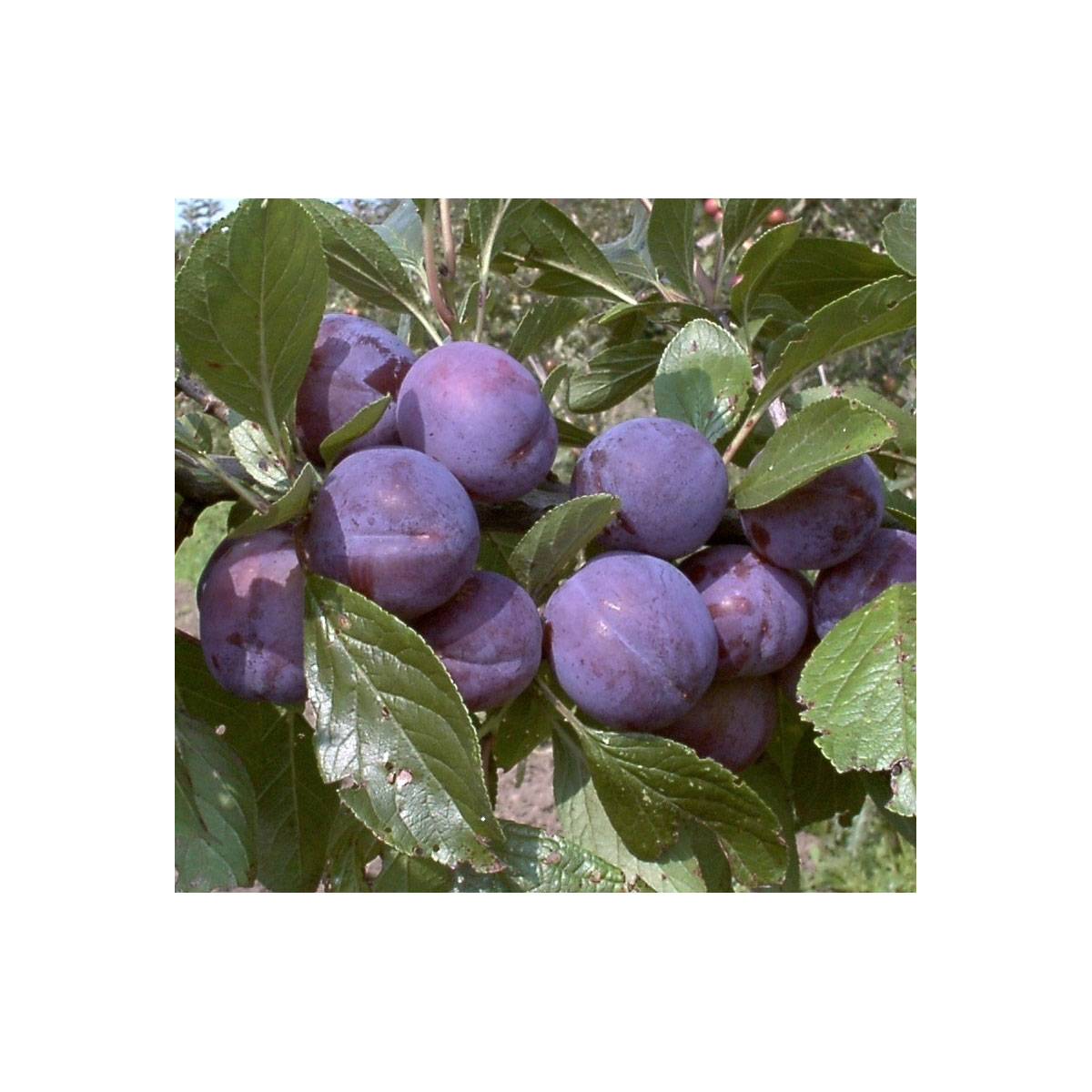 Zwergpflaume Imperial Brompton