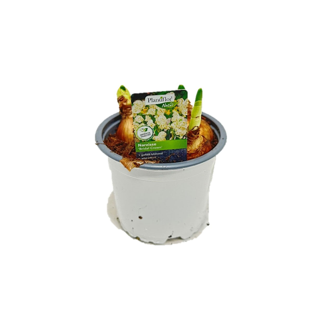 Plantiflor Blumenzwiebel Narzisse Bridal Crown Topf Durchmesser 10,5 cm