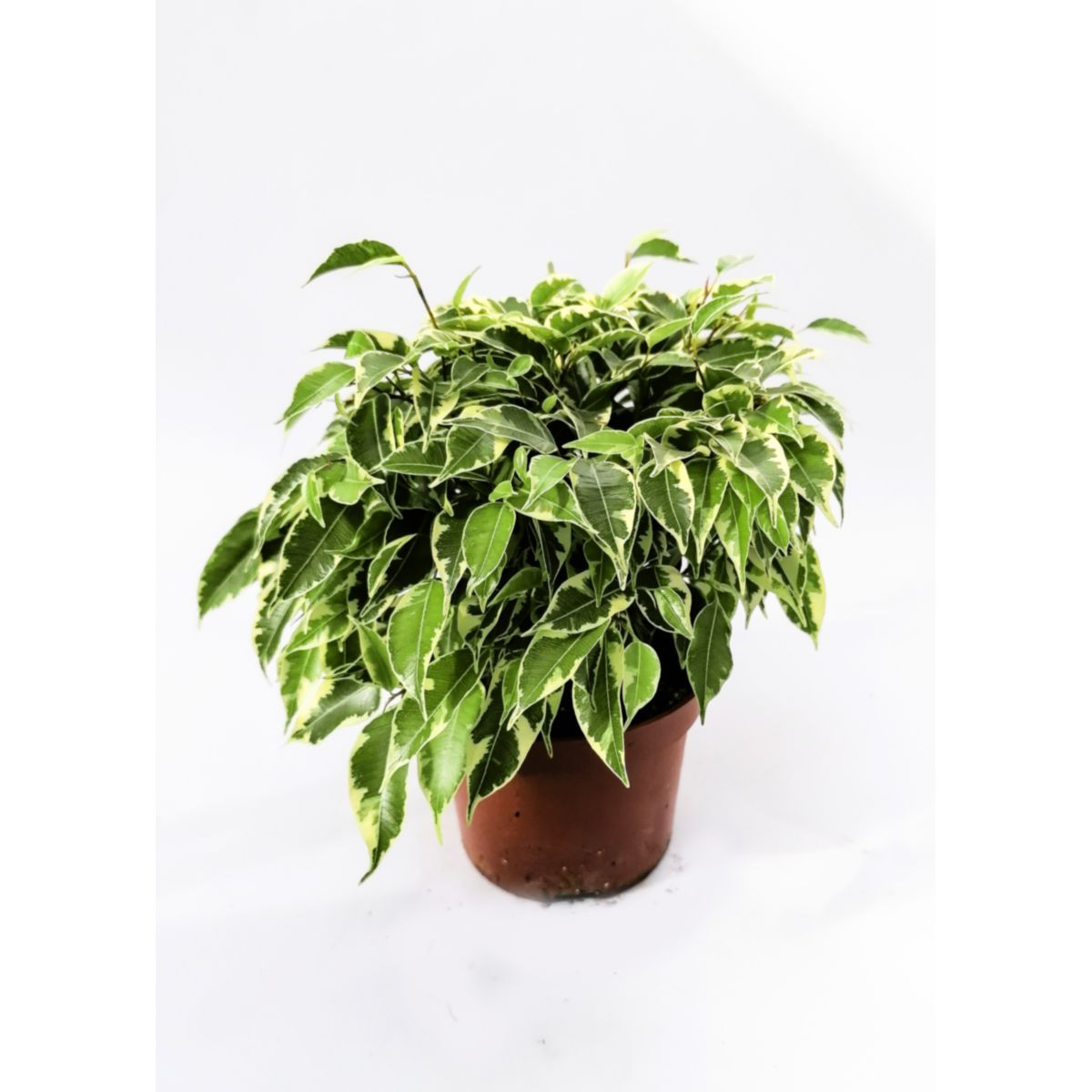 Plantiflor Ficus Kinky 30-35 cm gelb-bunt T12
