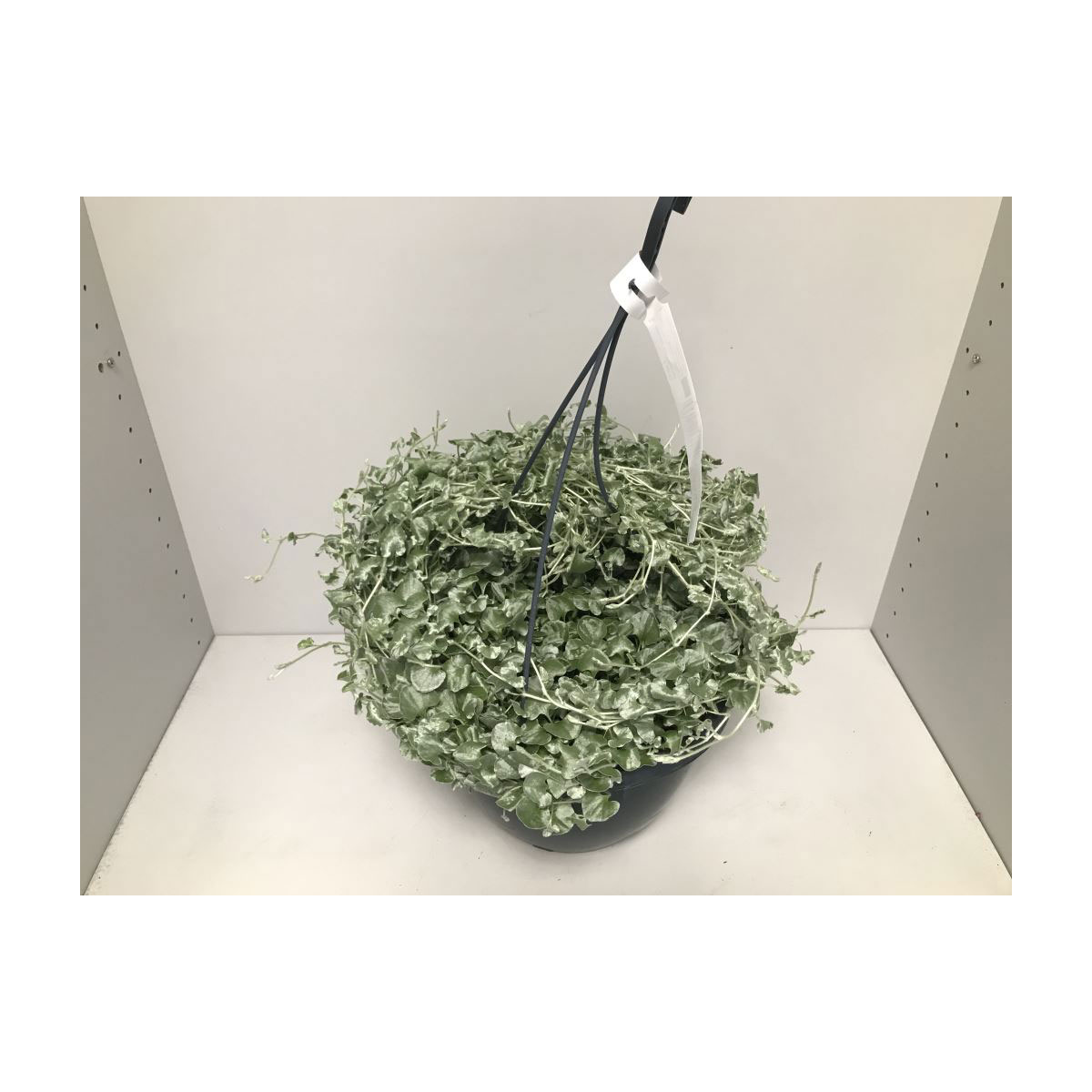 Plantiflor  Silberregen Silver Falls T27