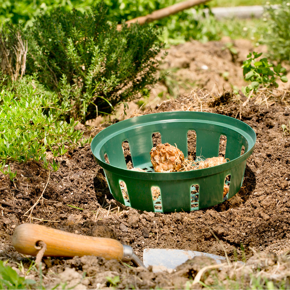 Windhager  Zwiebelschalen 22 cm 3 Stück Bild 1