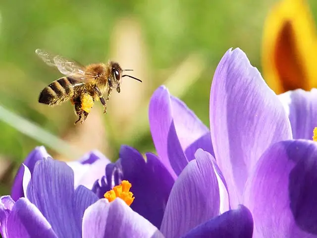 Eine Biene fliegt über violette Krokusblüten in einem sonnigen Garten.