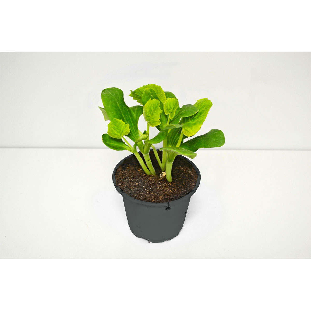 Plantiflor  Melone Setzling Durchmesser 12 cm Bild 1