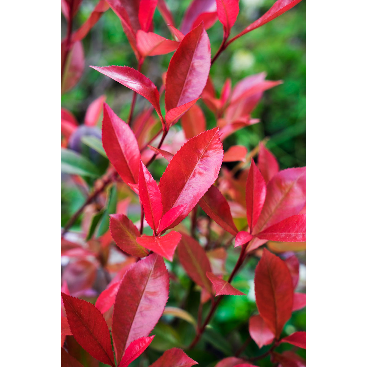 Plantiflor Rotlaubig Glanzmispel Devils Dream Topf Durchmesser 23 cm