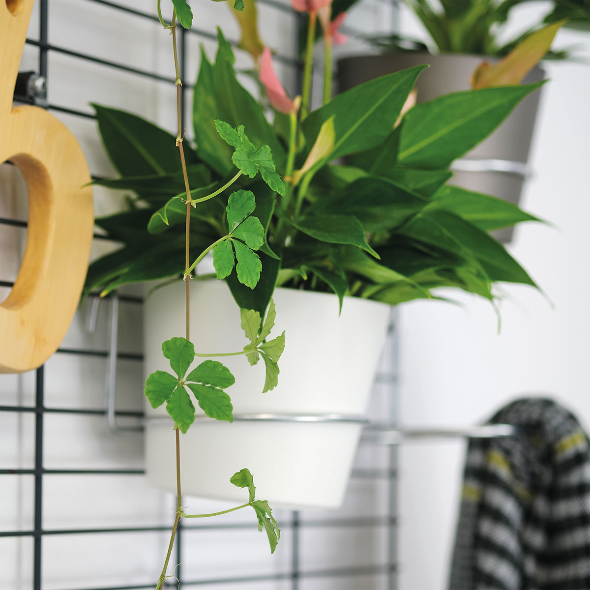 Wandgarten Fermo Einhänger Set 3 Stück Bild 2