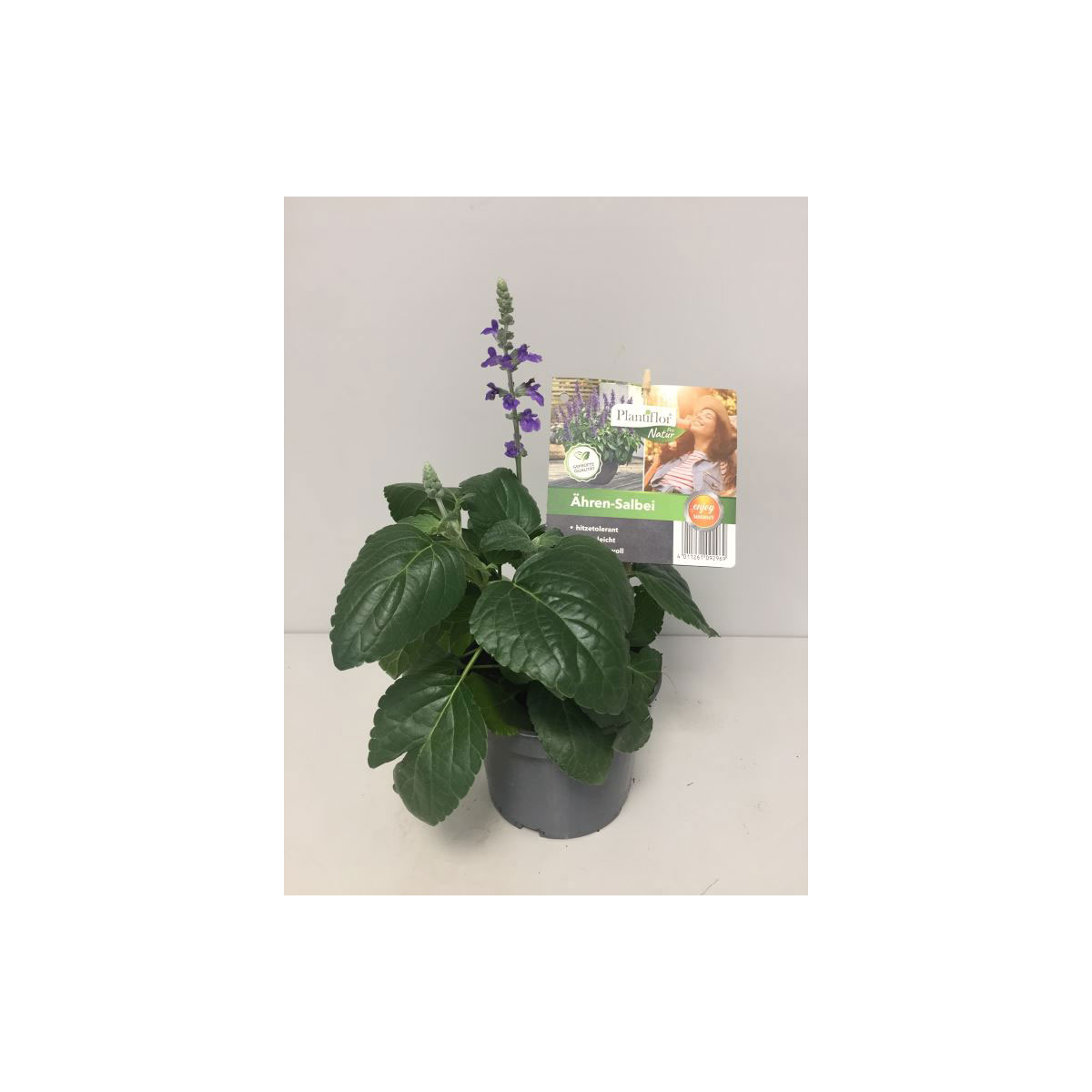 Plantiflor Ähren-Salbei Topf Durchmesser 13 cm