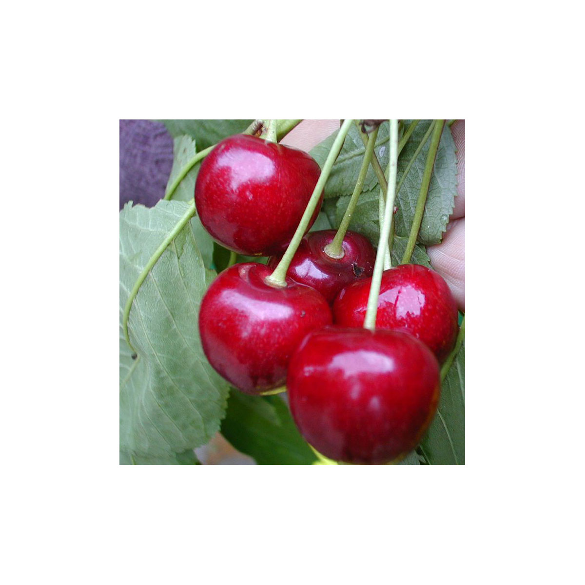 Zwerg-Kirsche Burlat