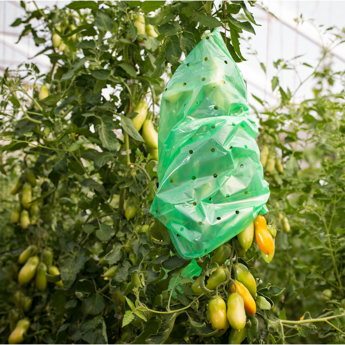 Windhager  Tomaten-Folien-Schlauch Strong 10x0,75 m