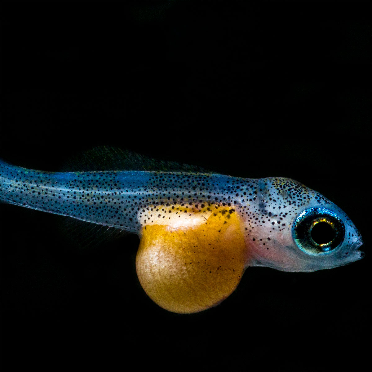 JBL  PRONOVO BEL GRANO BABY 3 x 10ml Bild 3