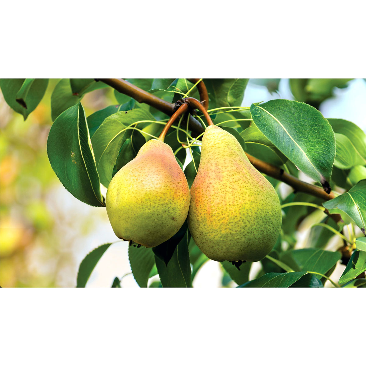 Plantiflor  Sommerbirne Gute Luise Topf- Durchmesser 29 cm Bild 3