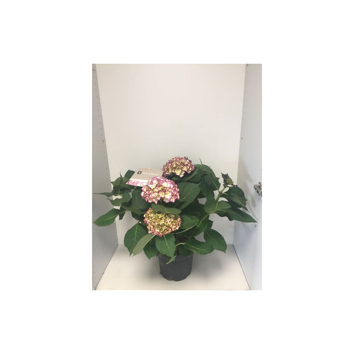 Plantiflor  Bauernhortensie Kanmara T23