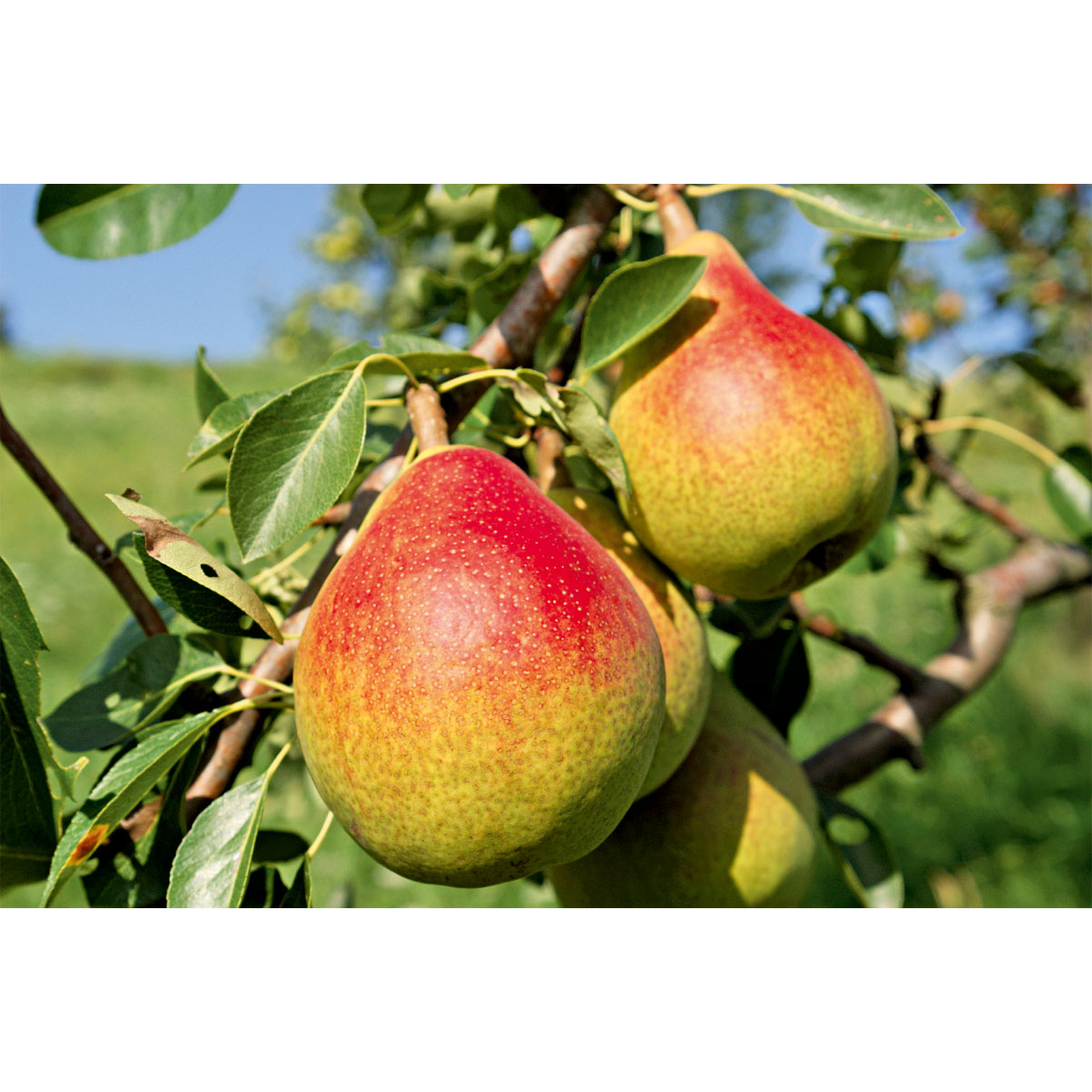 Plantiflor  Birnenbaum Clapps Liebling Topf-Durchmesser 30 cm