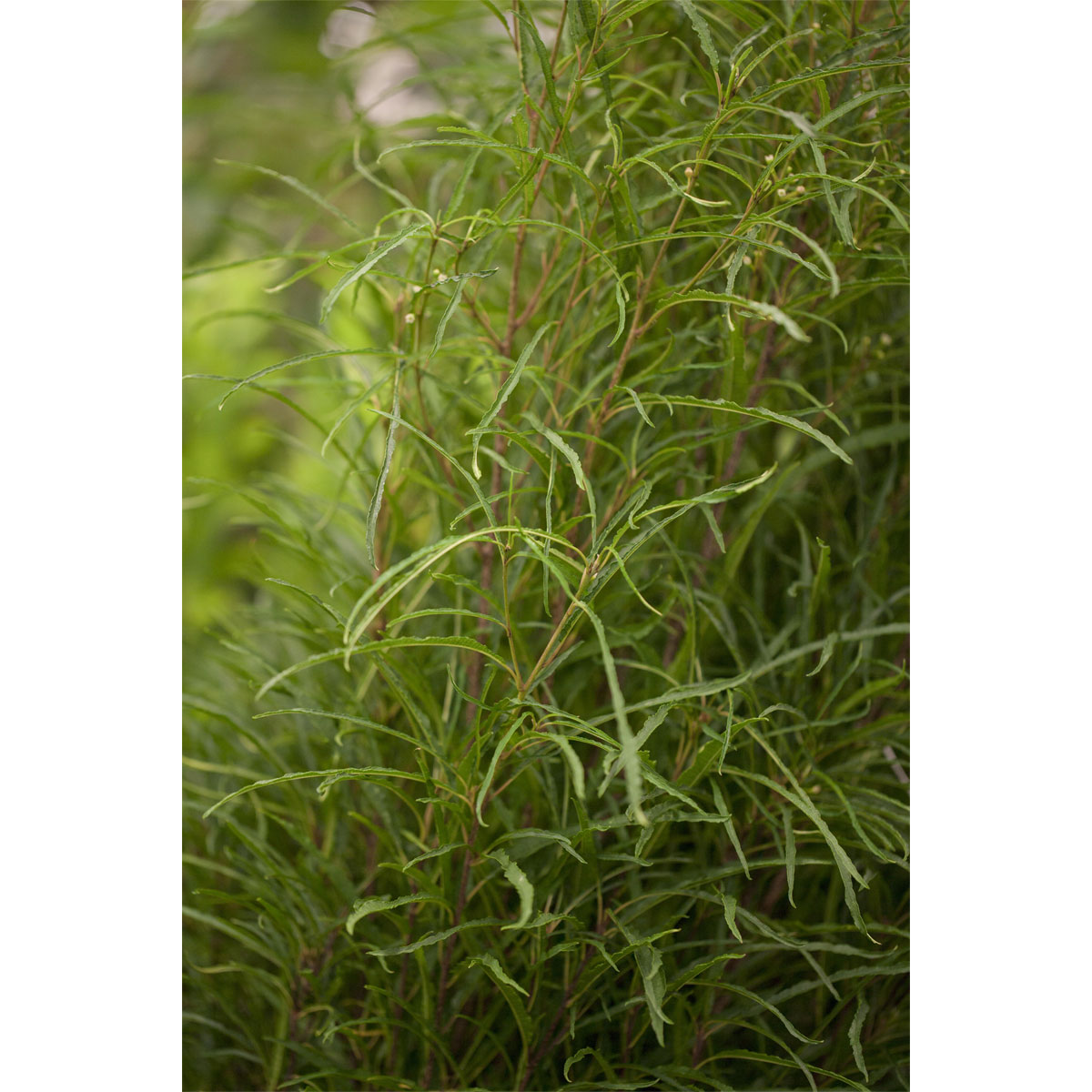 Plantiflor Farnblättriges Pulverholz Fine Line Topf Durchmesser 23 cm