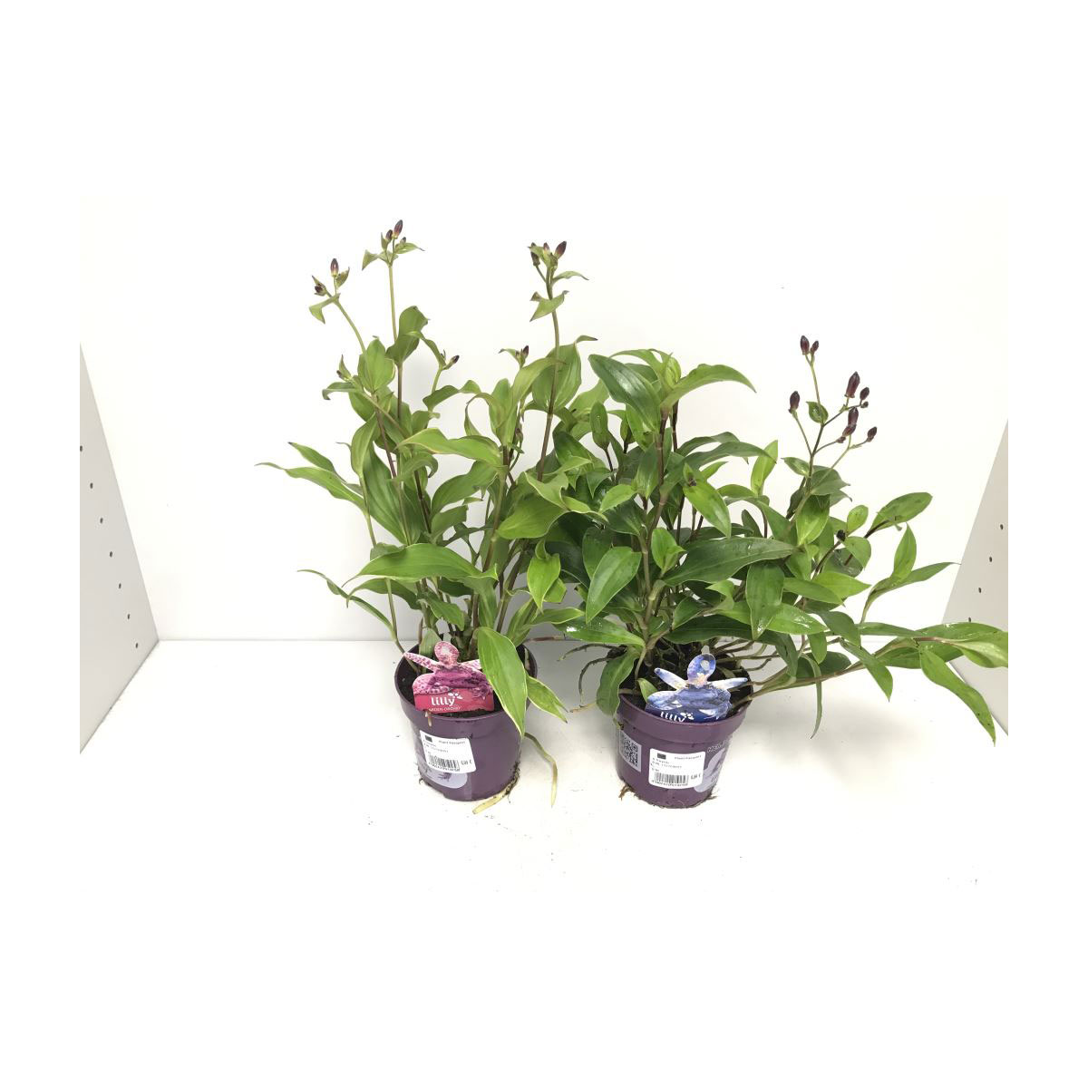 Plantiflor  Gartenorchidee in verschiedenen Farben T11