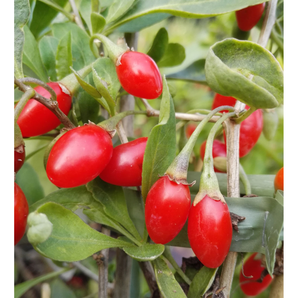 Goji-Beere Sweet Lifeberry