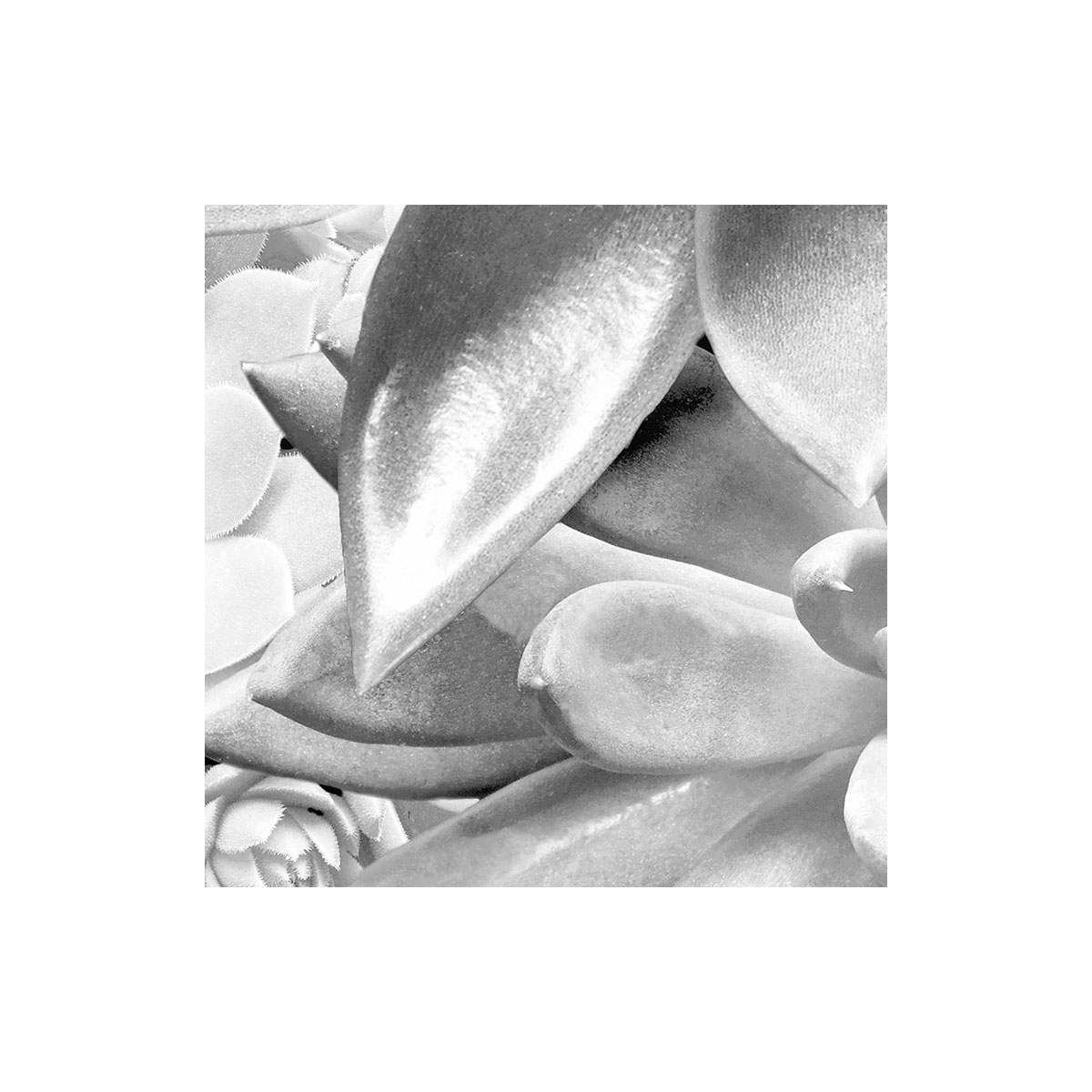 Komar  Selbstklebende Vlies Fototapete rund Echeveria Durchmesser 125 cm Bild 4