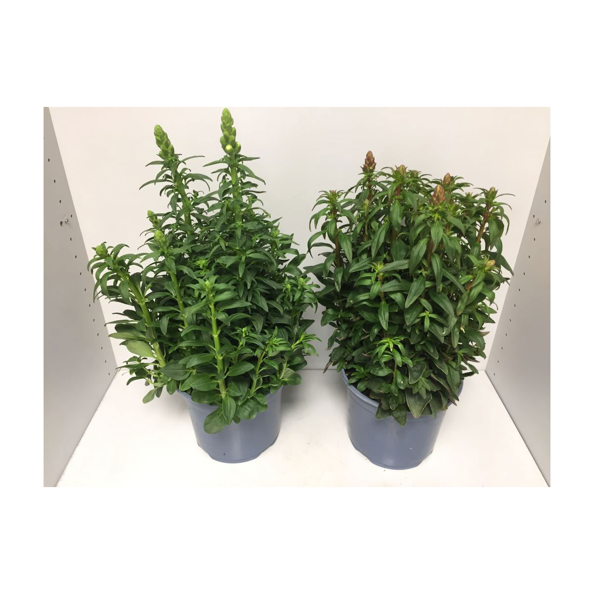 Plantiflor  Löwenmäulchen verschiedene Sorten T19