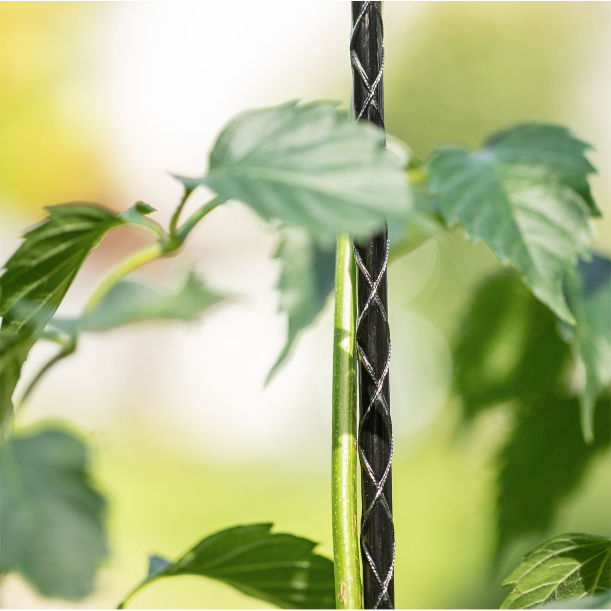 Windhager  Fiberglas Pflanzstab 90 cm Durchmesser 8 mm Bild 3