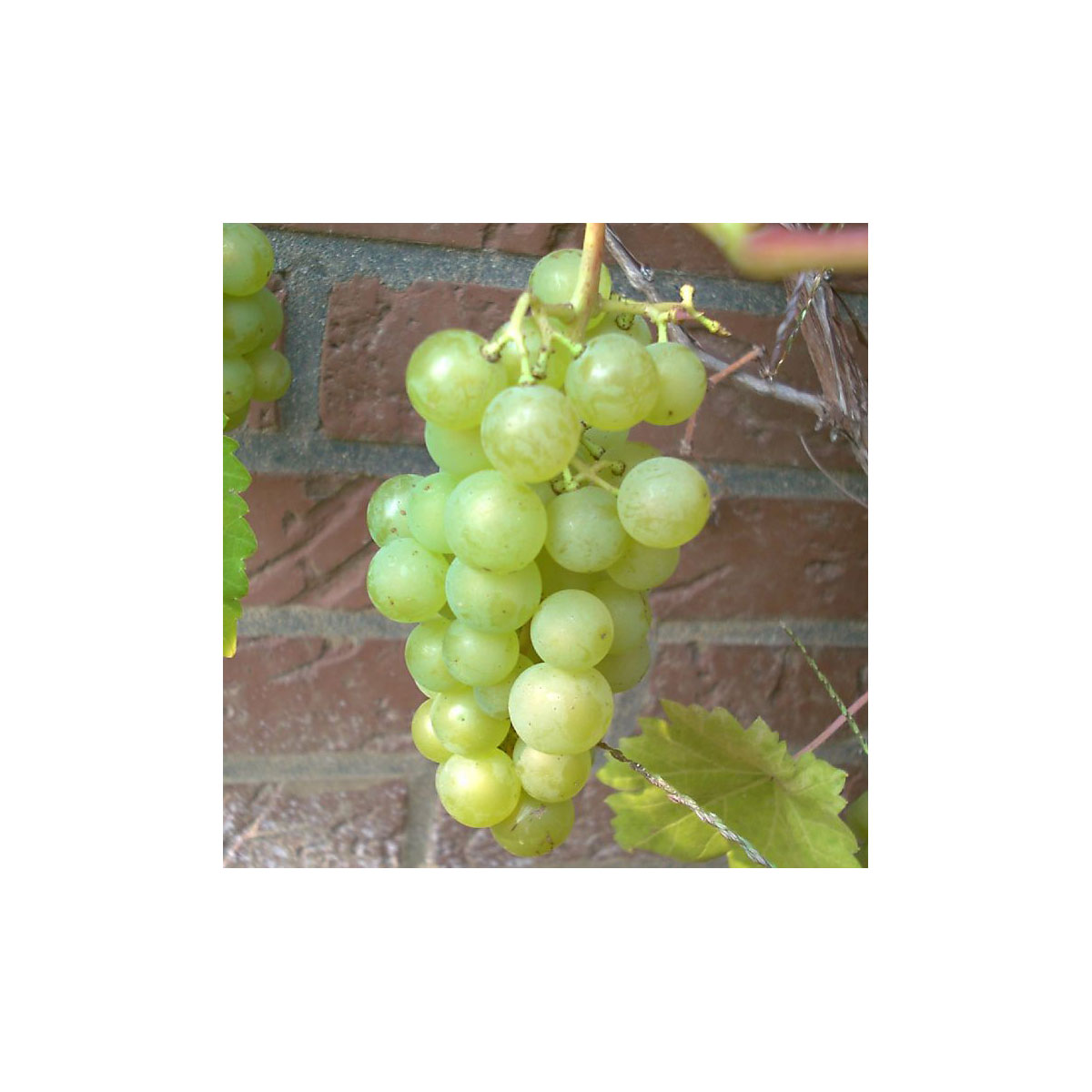 Weinrebe Primus gelb kernlos