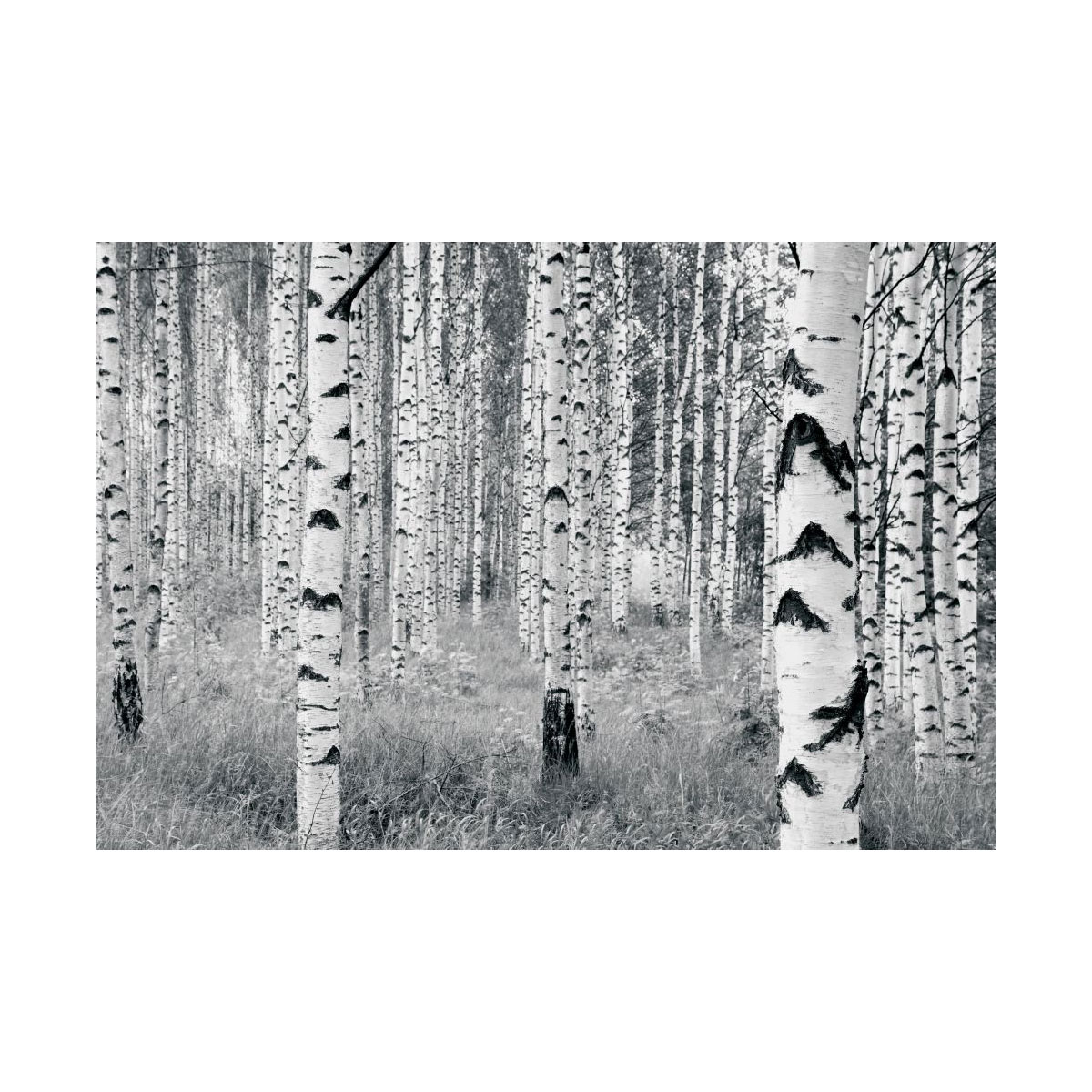 Komar  Vlies Fototapete Woods 400x270 cm Bild 2