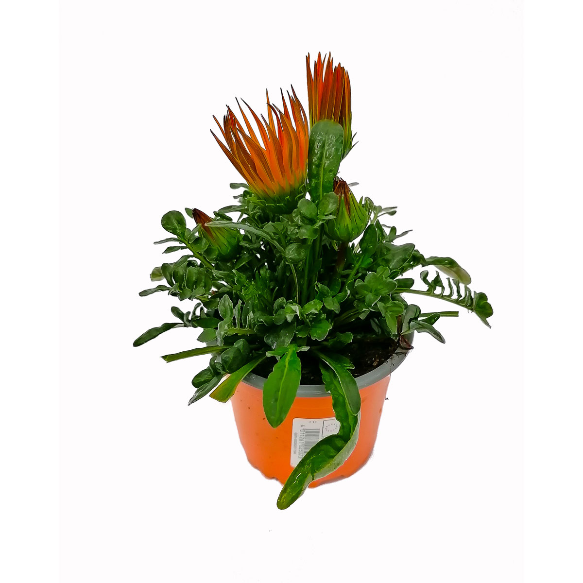 Plantiflor  Mittagsgold T11