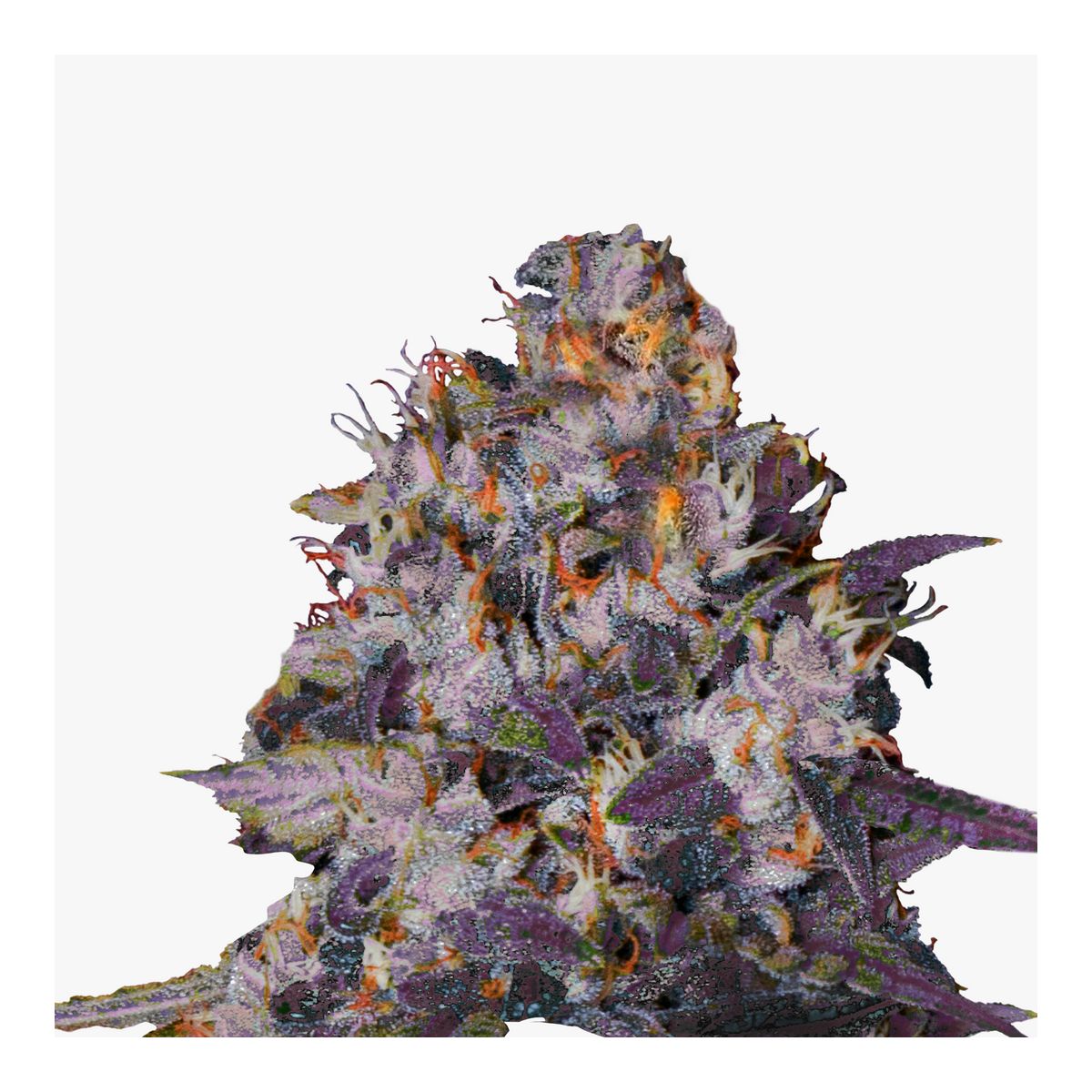 Hanfsamen Florida Sunrise Auto Bild 2