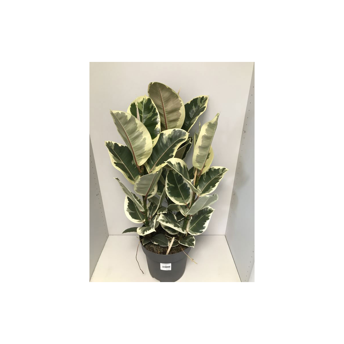 Plantiflor  Ficus Mix 85-95 cm T27