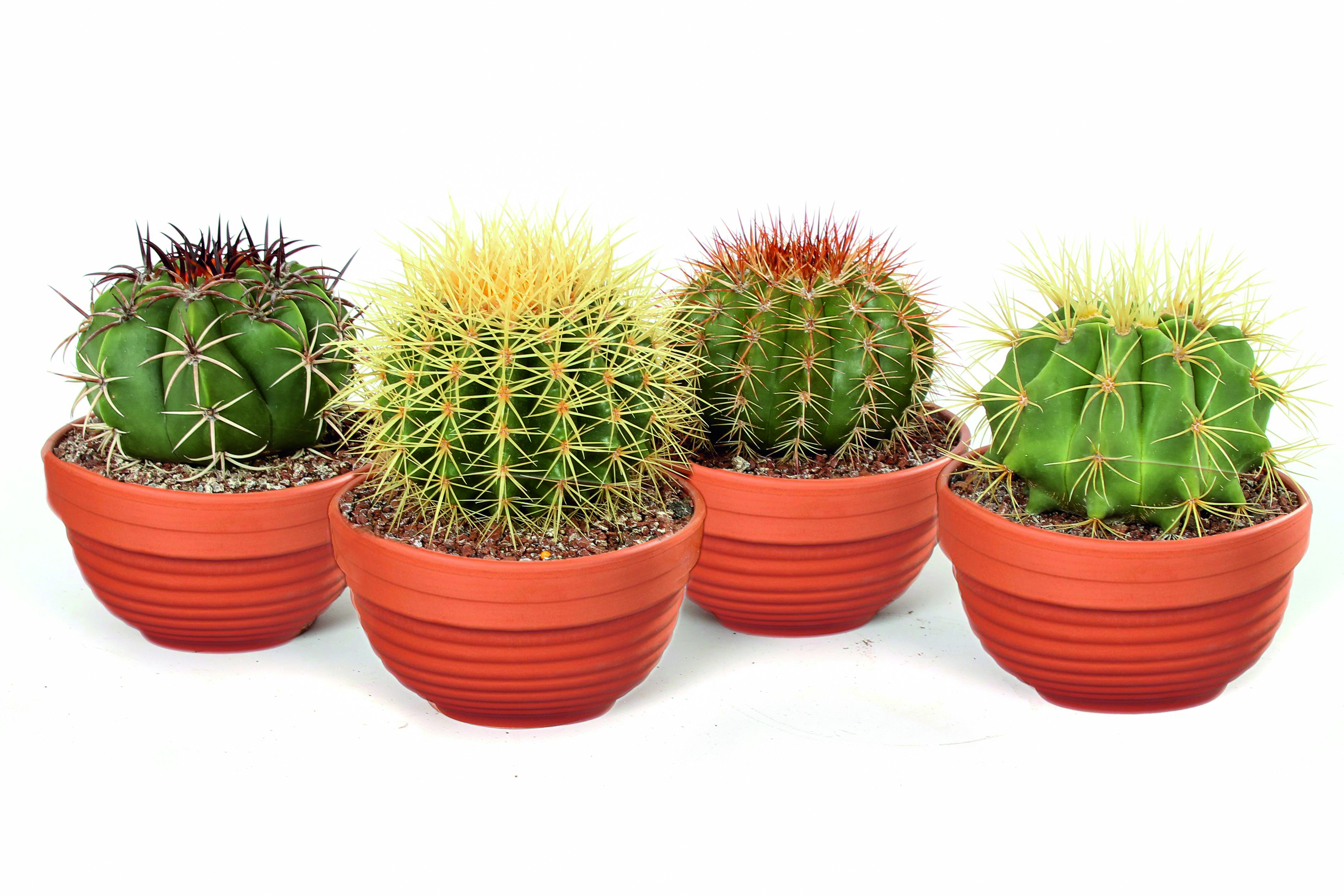 Vier Kakteen in Tontöpfen