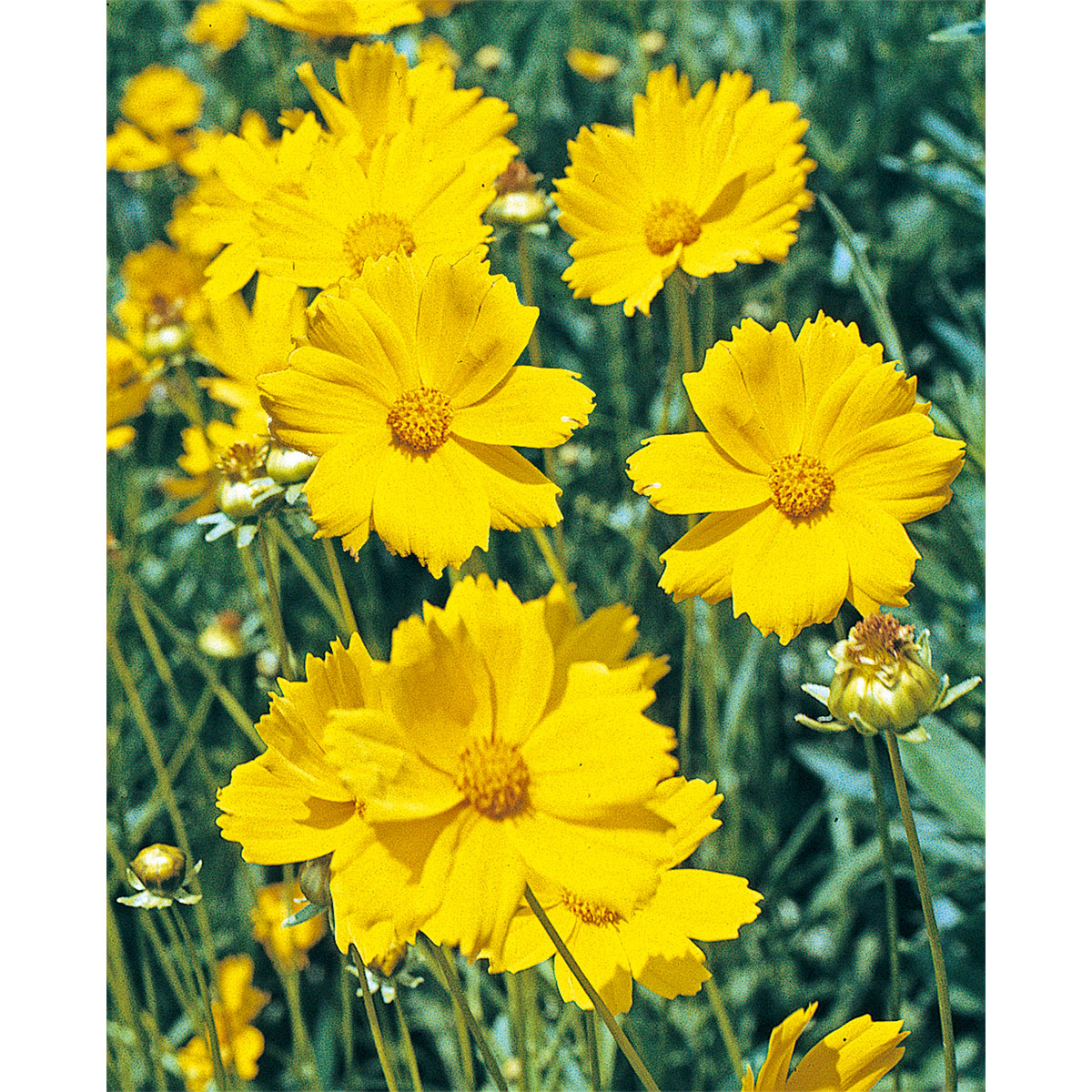 Plantiflor Großblumiges Mädchenauge P19 Bild 2